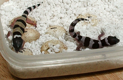 gecko egg incubator