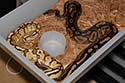 Breeding Picture
