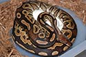 Mom On Eggs