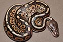 Pre First Shed