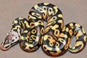Pastel Specter/Yellow Belly?