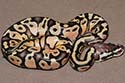 Pre-shed