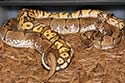 Breeding Picture