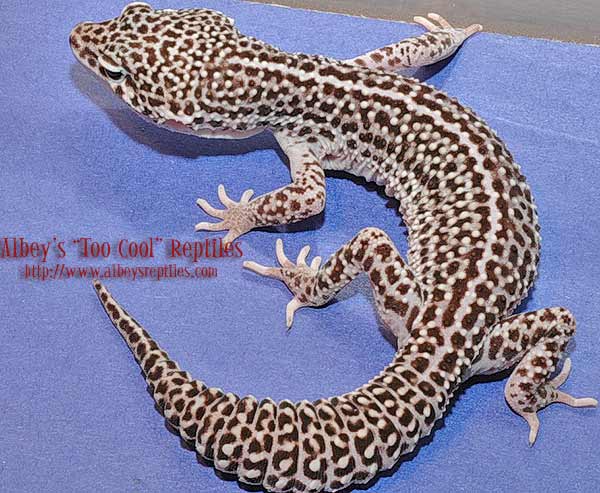 leopard gecko mack super snow